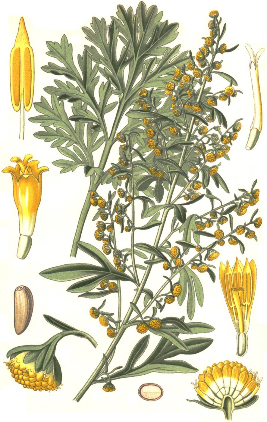 Tavola botanica di artemisia con fiori e semi, 1885