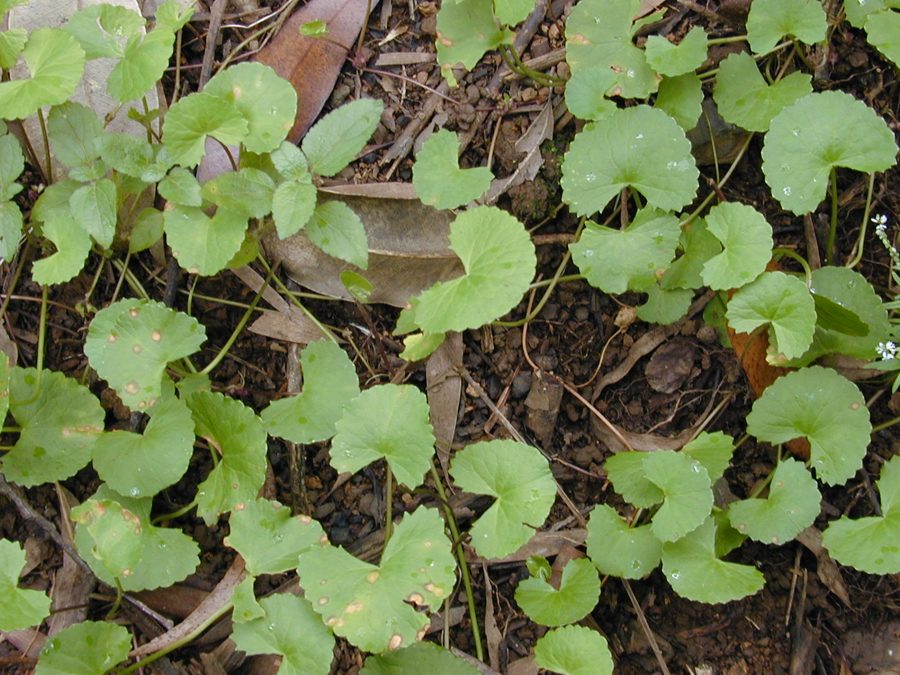 Foglie rotonde di Centella asiatica sul terreno