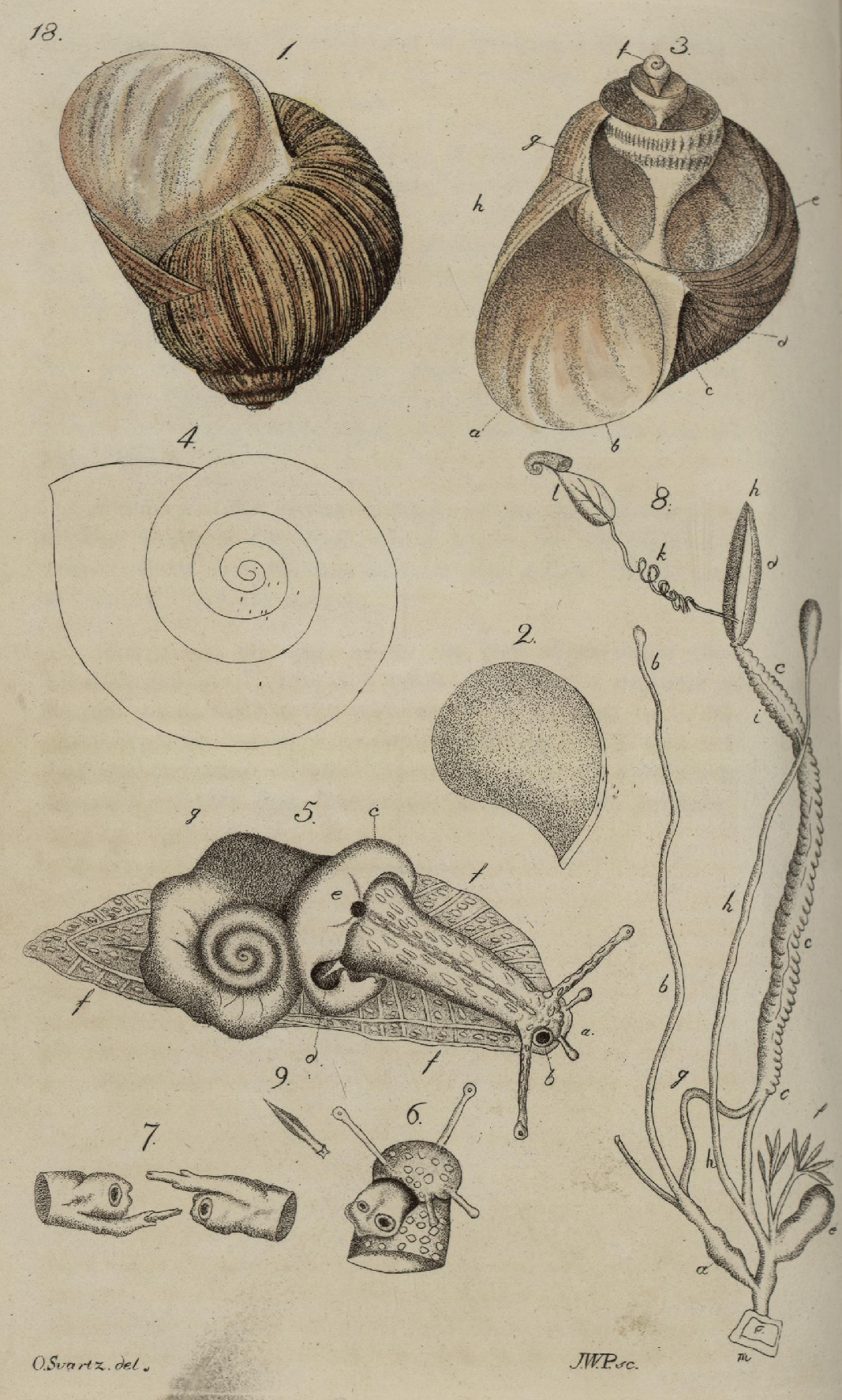 Incisione ottocentesca di chiocciole e del loro guscio, da Svensk Zoologi, 1806