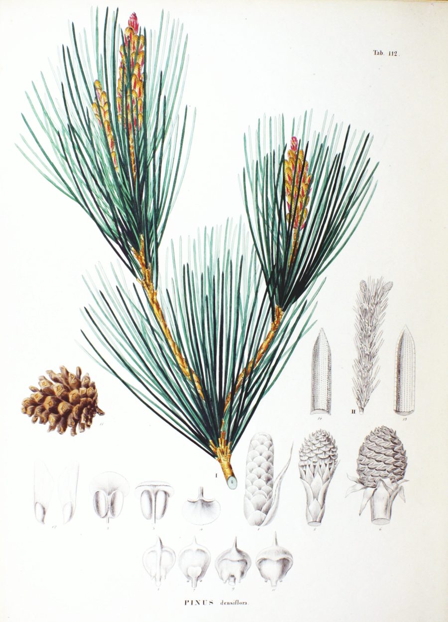 Tavola botanica del pino rosso coreano, Pinus densiflora, da Flora Japonica, 1870
