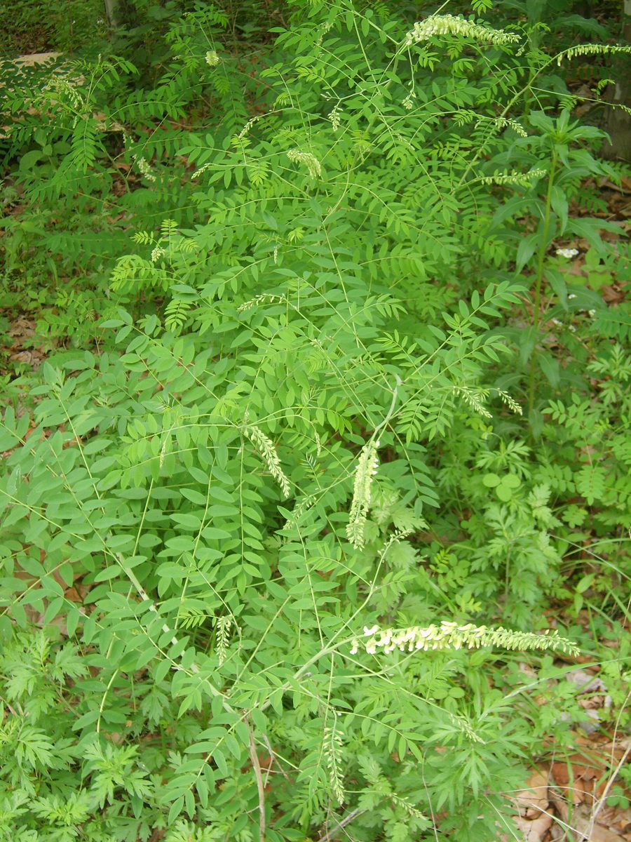 Pianta di Sophora flavescens in fiore a Incheon, Corea